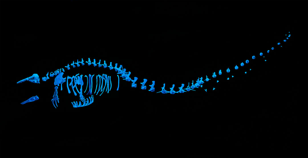 Glowing Beluga Whale Skeleton